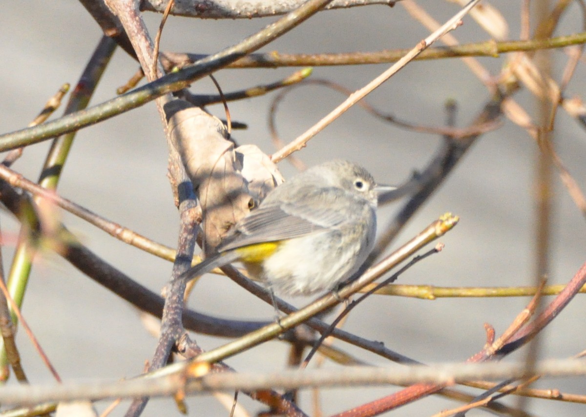 Virginia's Warbler - ML646193929
