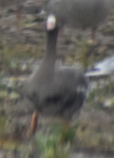 Greater White-fronted Goose - ML646193930
