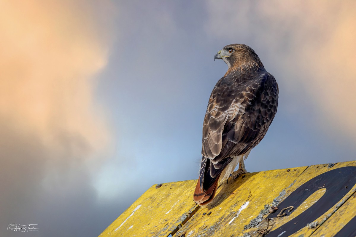 Red-tailed Hawk - ML646193931