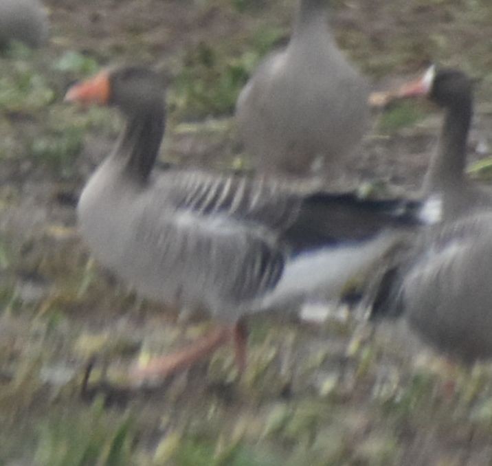 Graylag Goose - ML646193932