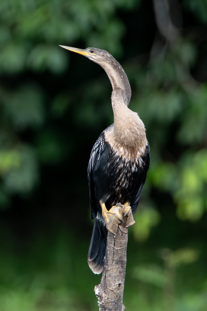 Anhinga - ML646193935
