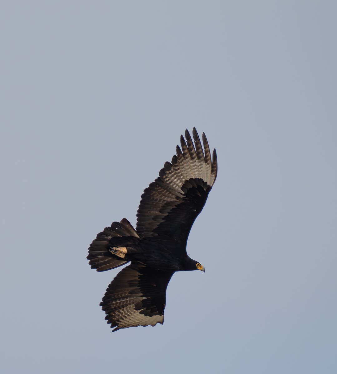 Verreaux's Eagle - ML646193936