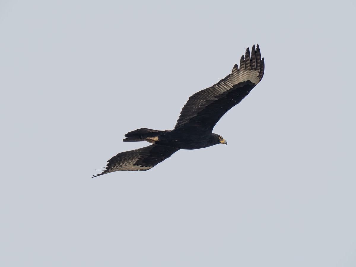 Verreaux's Eagle - ML646193937