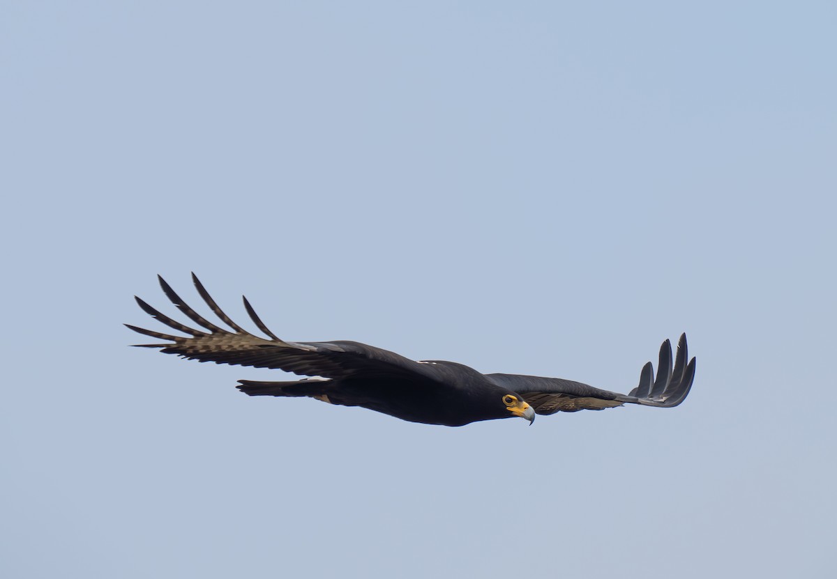 Verreaux's Eagle - ML646193938