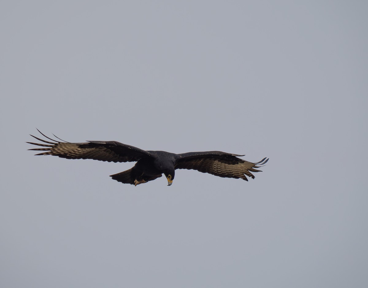 Verreaux's Eagle - ML646193939