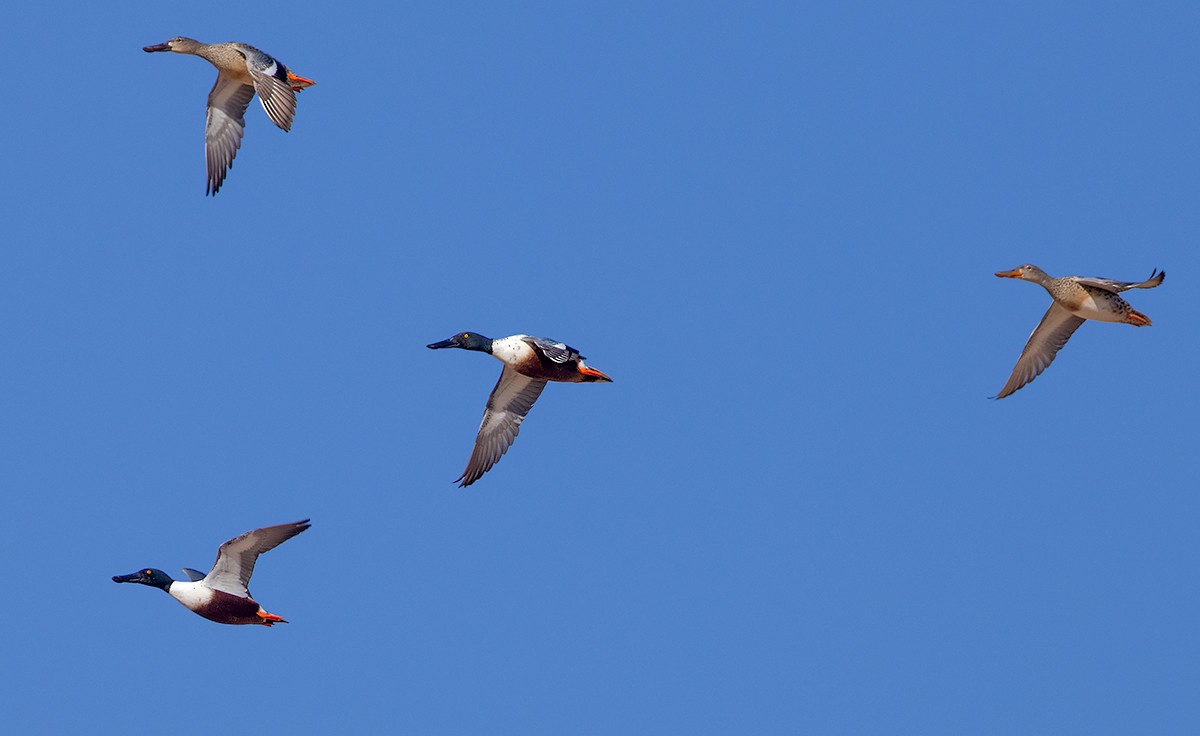 Northern Shoveler - ML646193942
