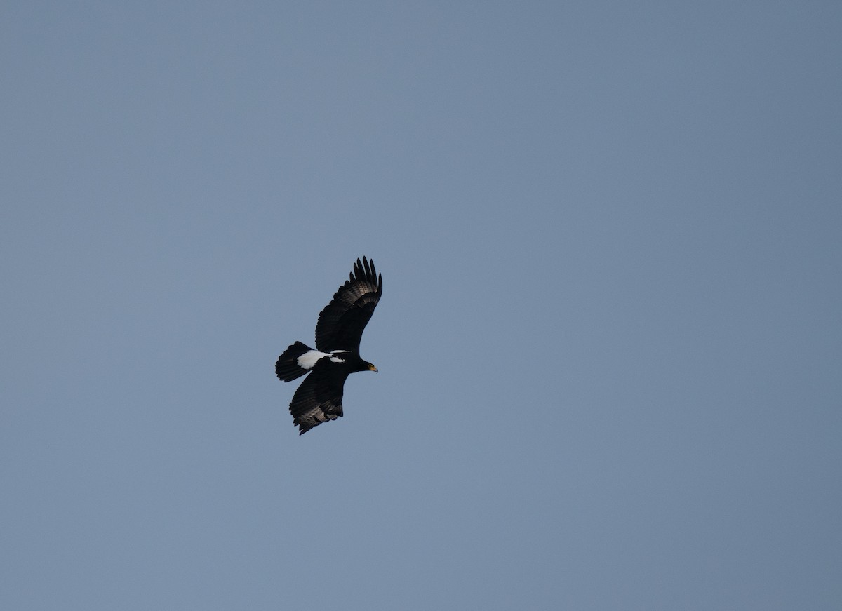 Verreaux's Eagle - ML646193943