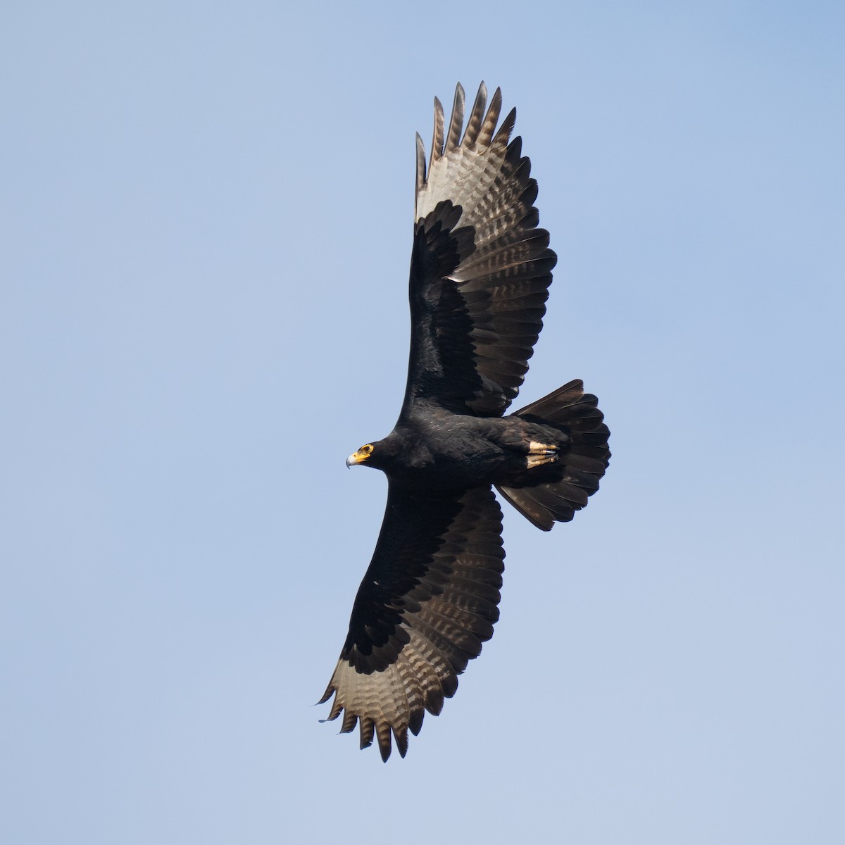 Verreaux's Eagle - ML646193944