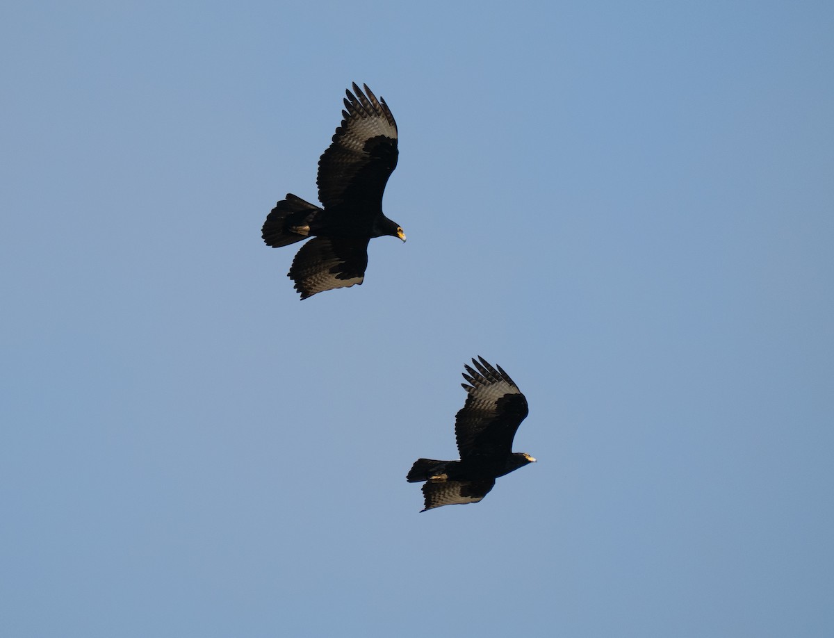 Verreaux's Eagle - ML646193945