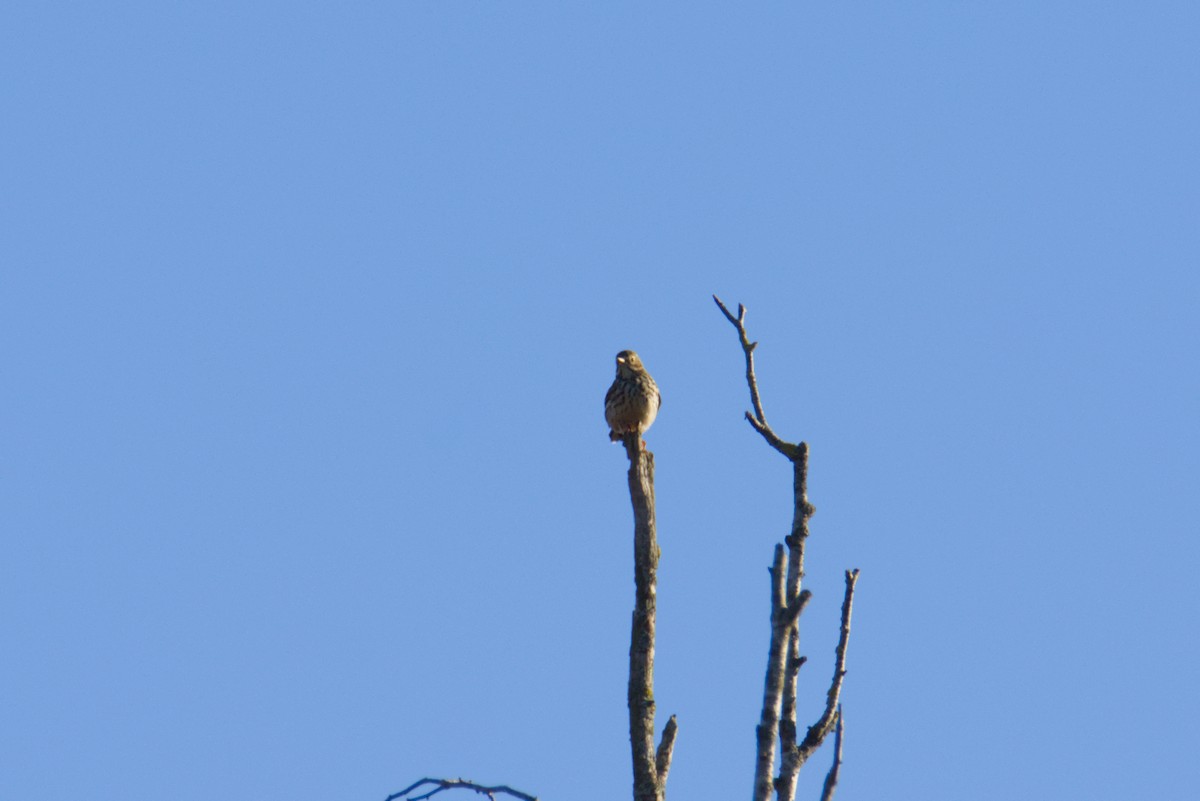 Meadow Pipit - ML646193946