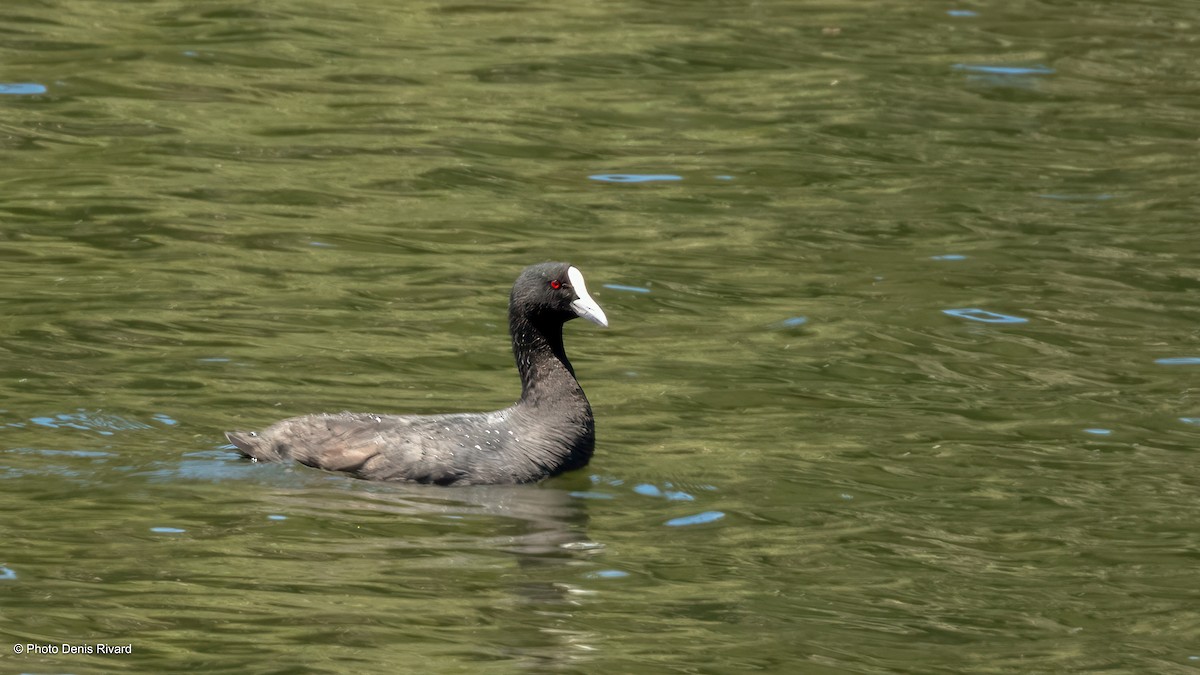 Eurasian Coot - ML646193948