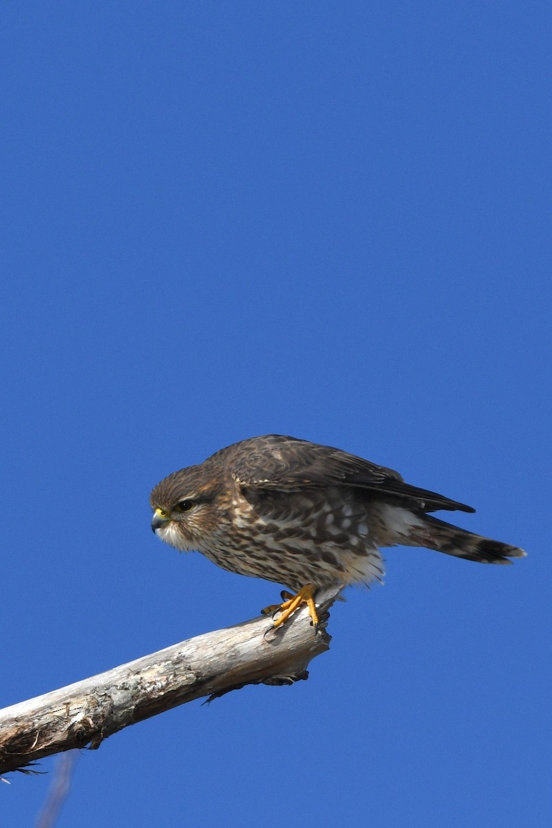 Merlin - ML646193949