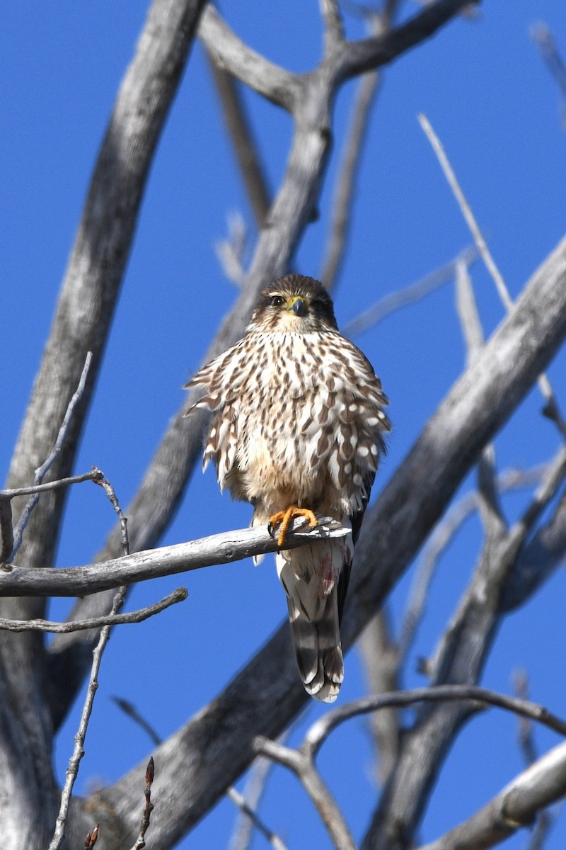 Merlin - ML646193950