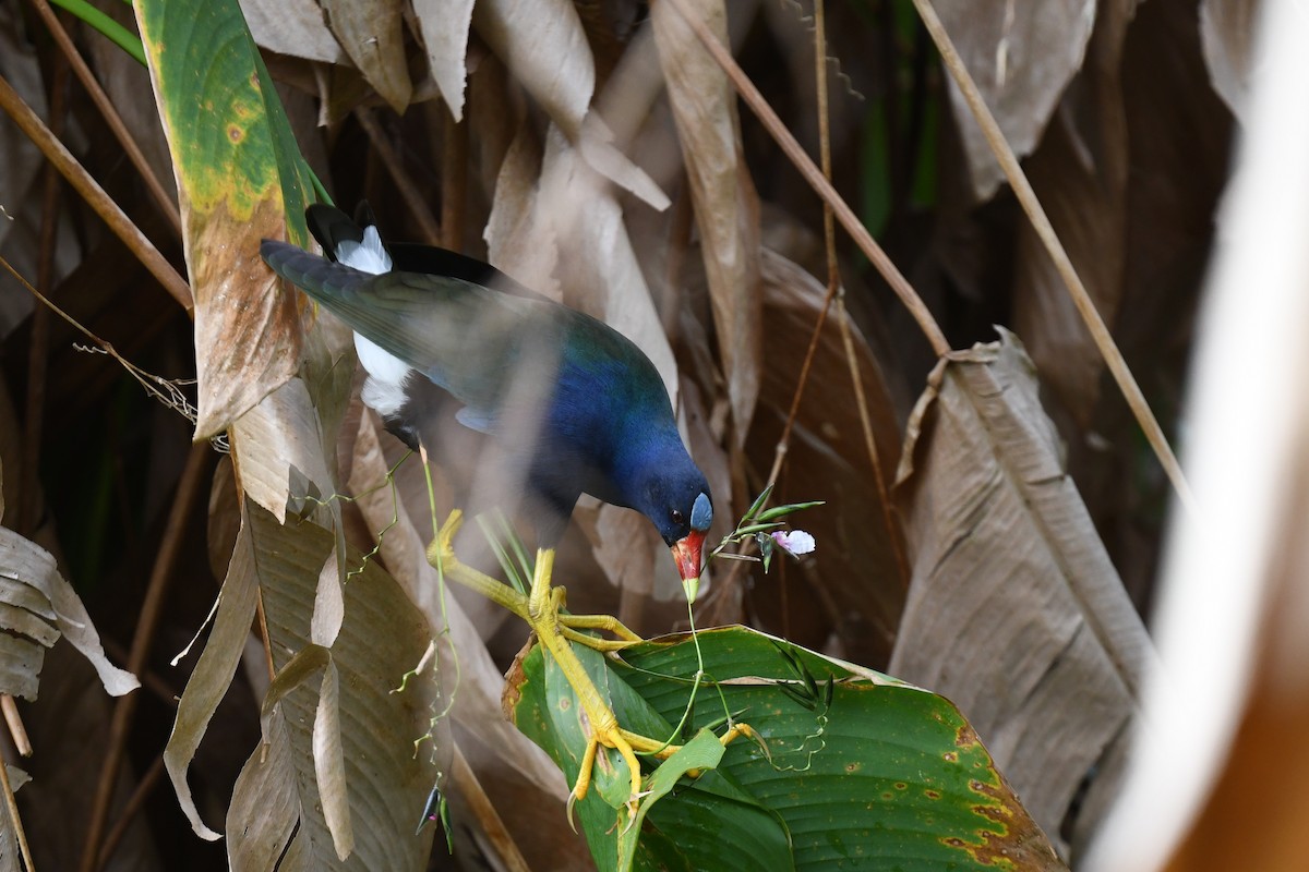 Purple Gallinule - ML646193951