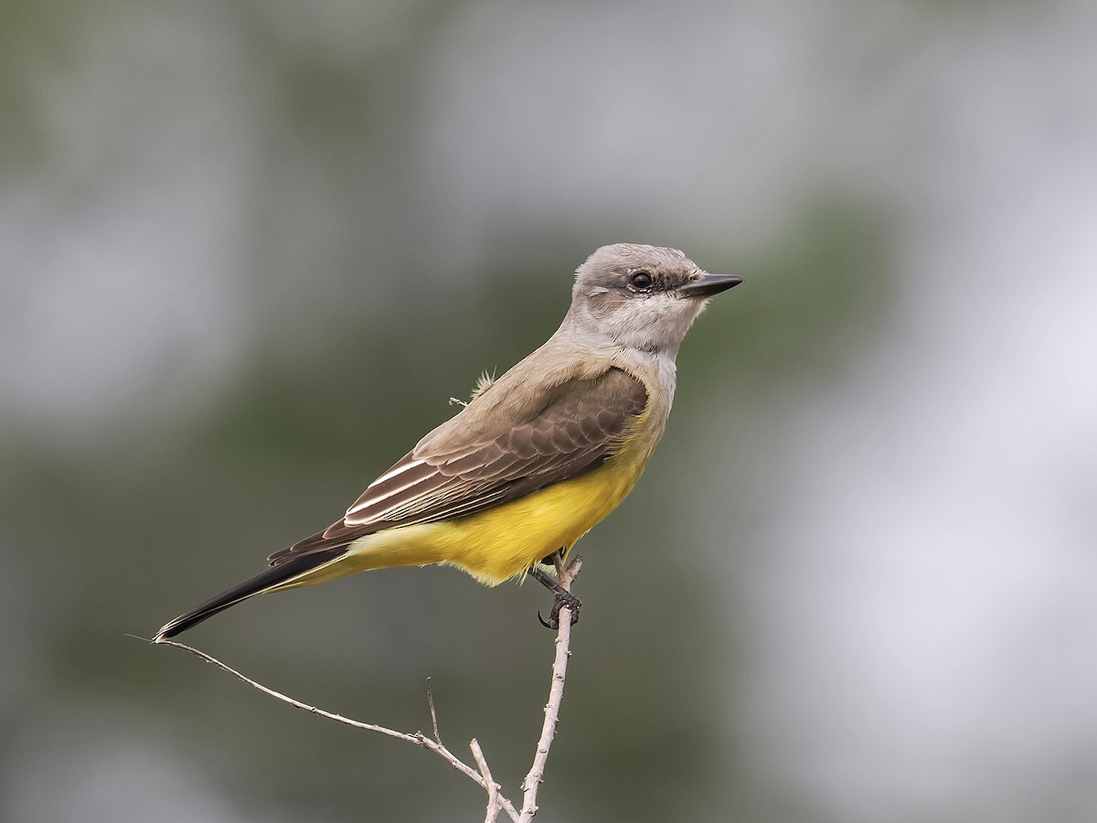 Tirano Occidental - ML646193952