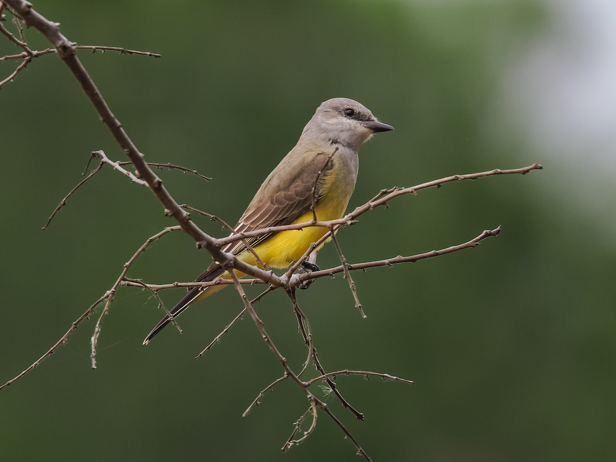 Western Kingbird - ML646193953