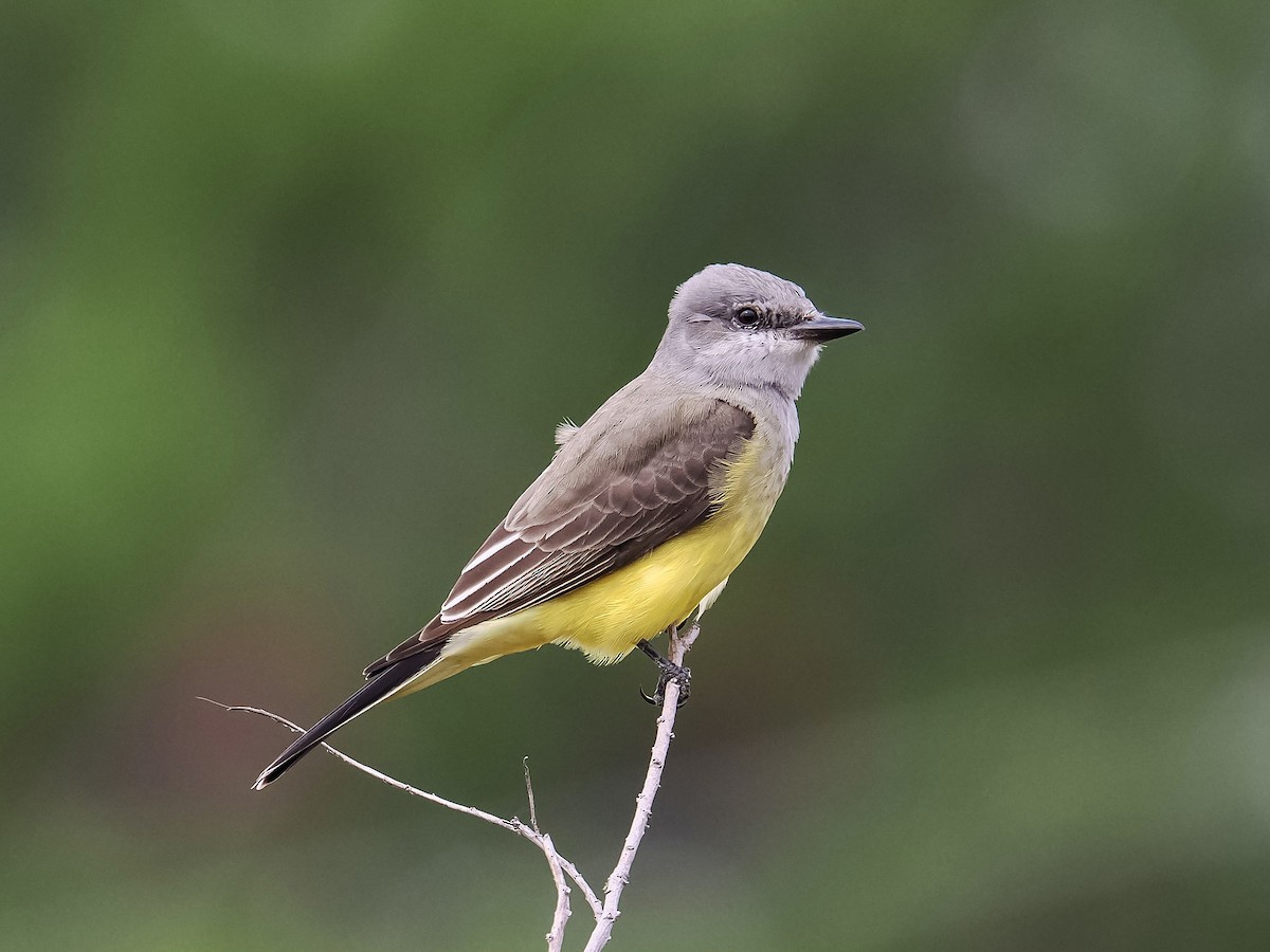 Tirano Occidental - ML646193954