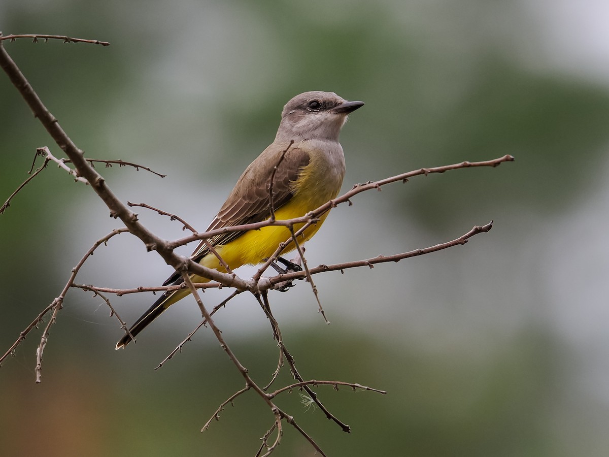 Tirano Occidental - ML646193955