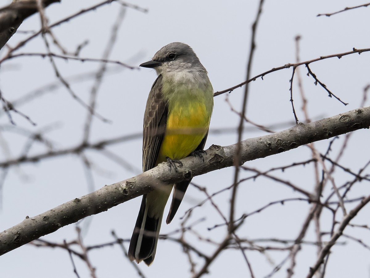 Tirano Occidental - ML646193956