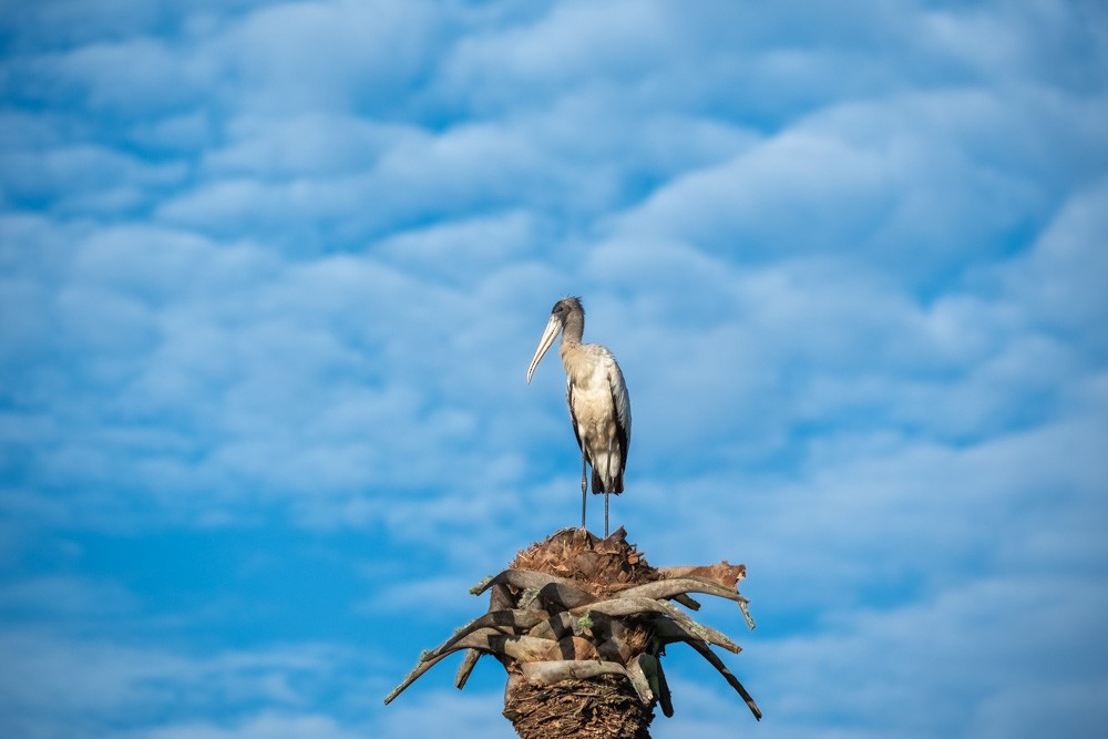 nesyt americký - ML646193959