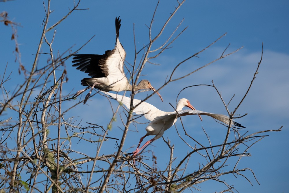 ibis bílý - ML646193964