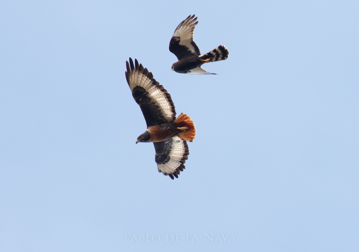 Black Harrier - ML646193965