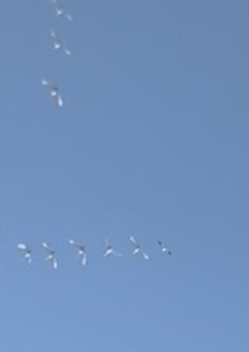 Snow Goose - ML646193970