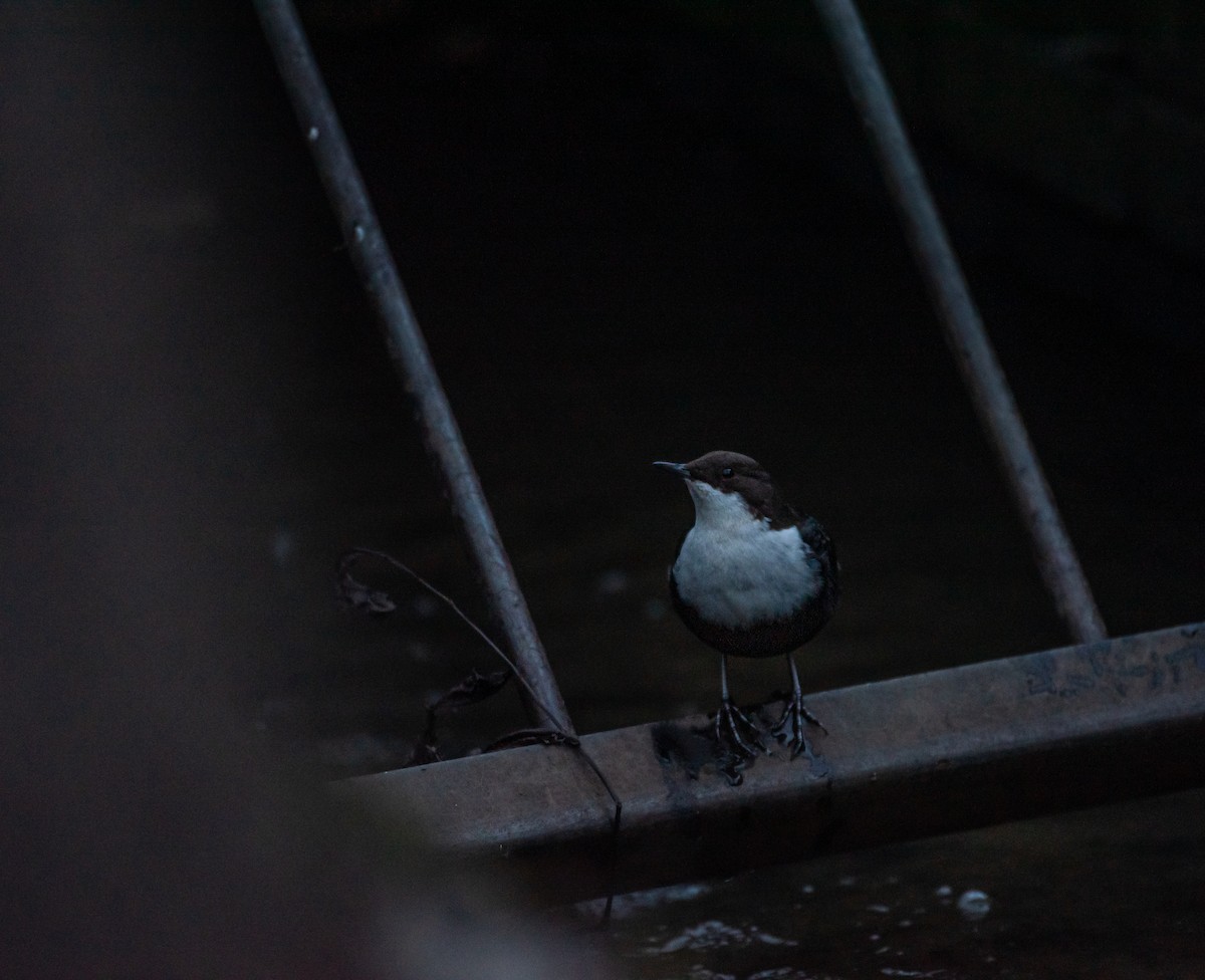 Derekuşu - ML646193971