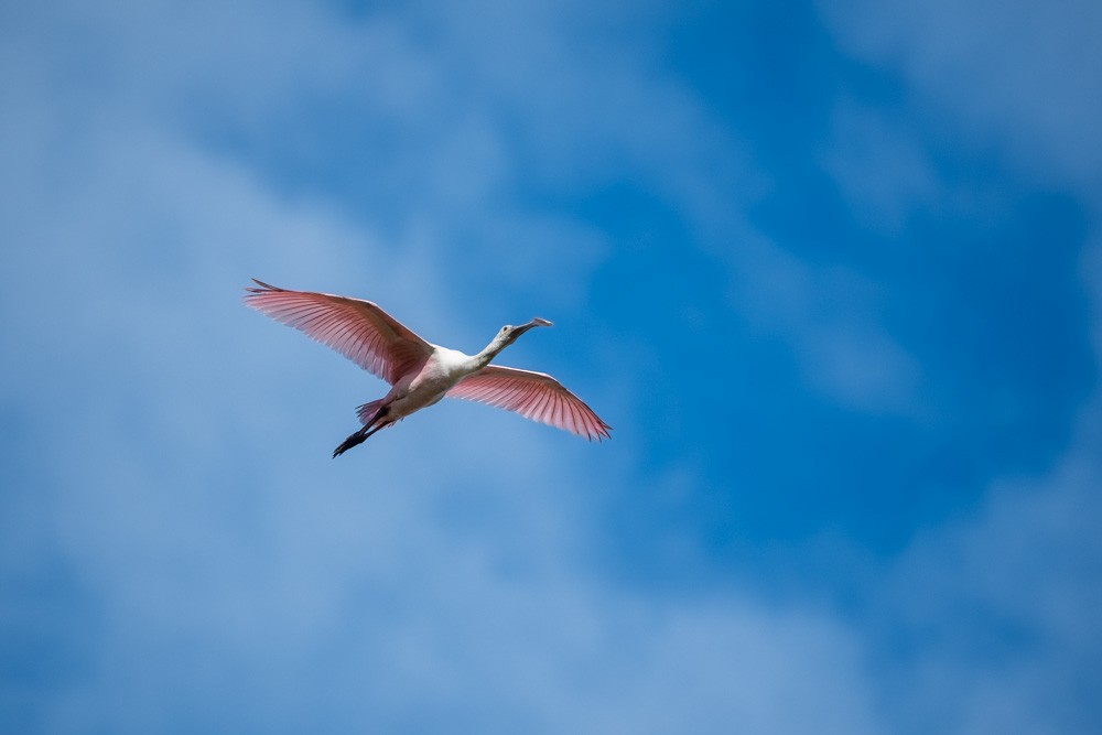 kolpík růžový - ML646193973