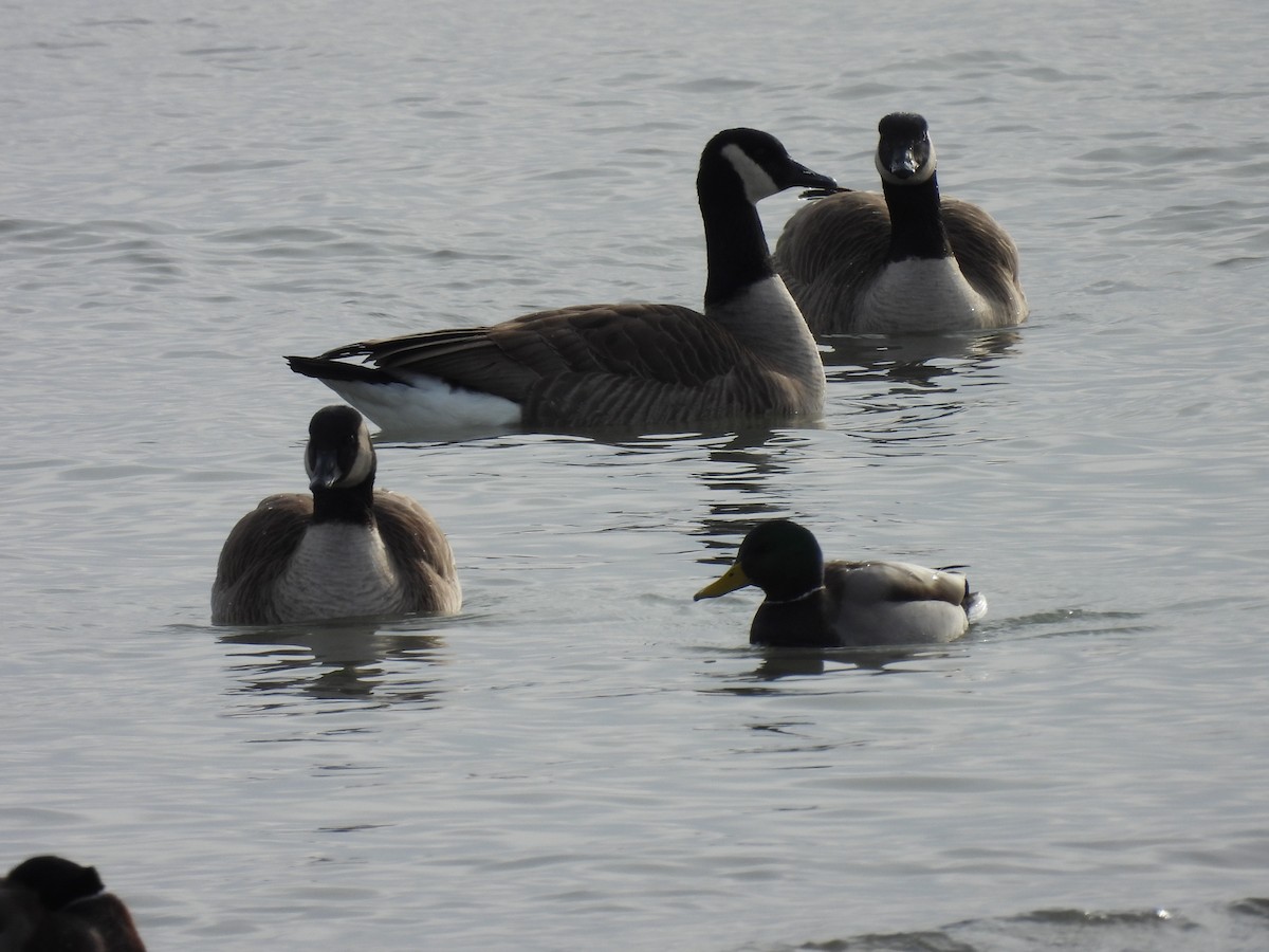 Canada Goose - ML646193975