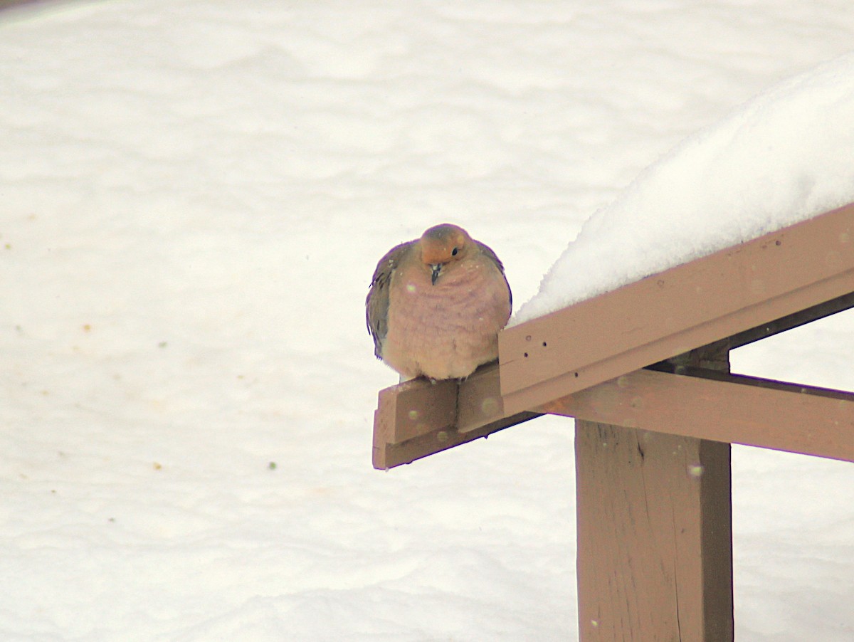 Mourning Dove - ML646193980