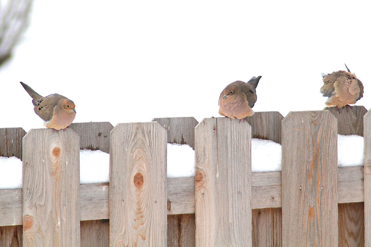 Mourning Dove - ML646193982