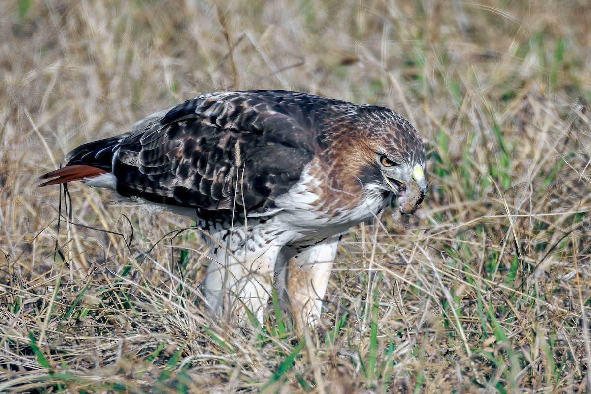 Red-tailed Hawk - ML646193984