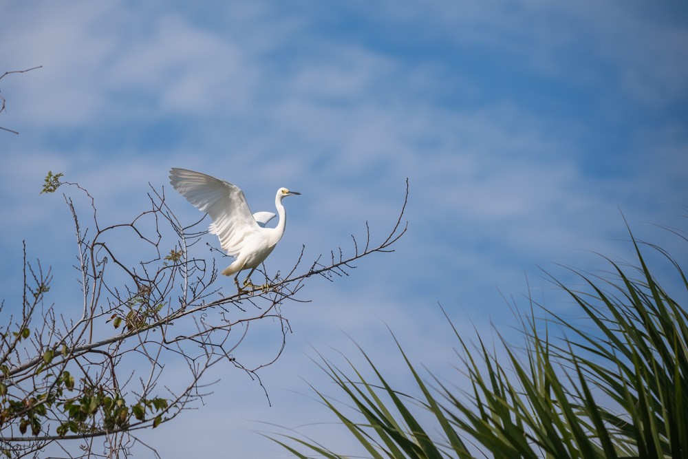 volavka bělostná - ML646193985