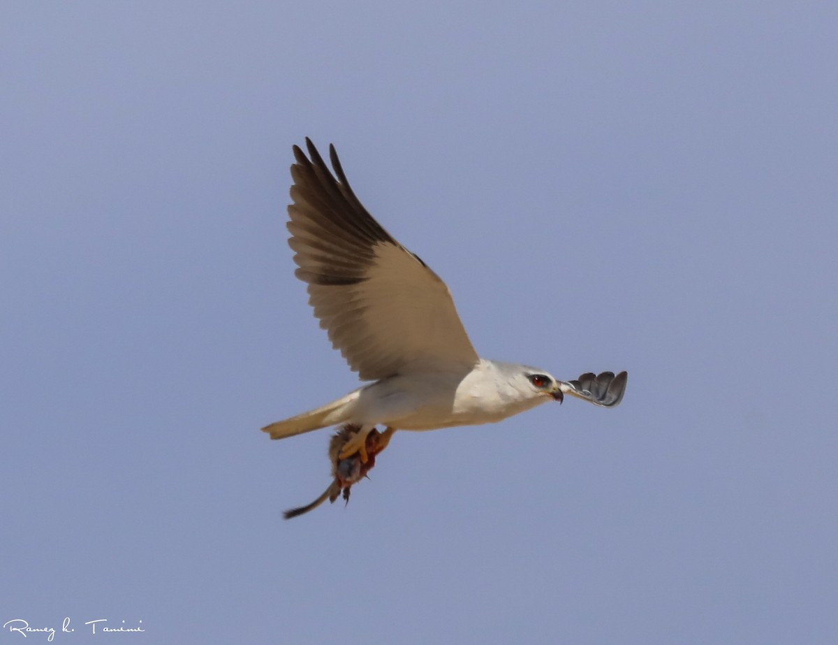 Black-winged Kite - ML646193987