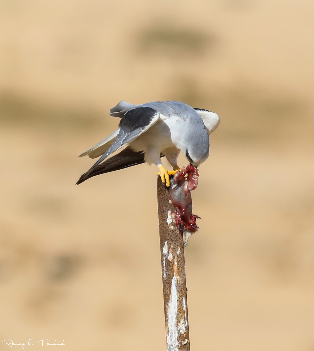 Black-winged Kite - ML646193988