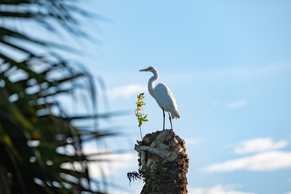 volavka bílá - ML646193990