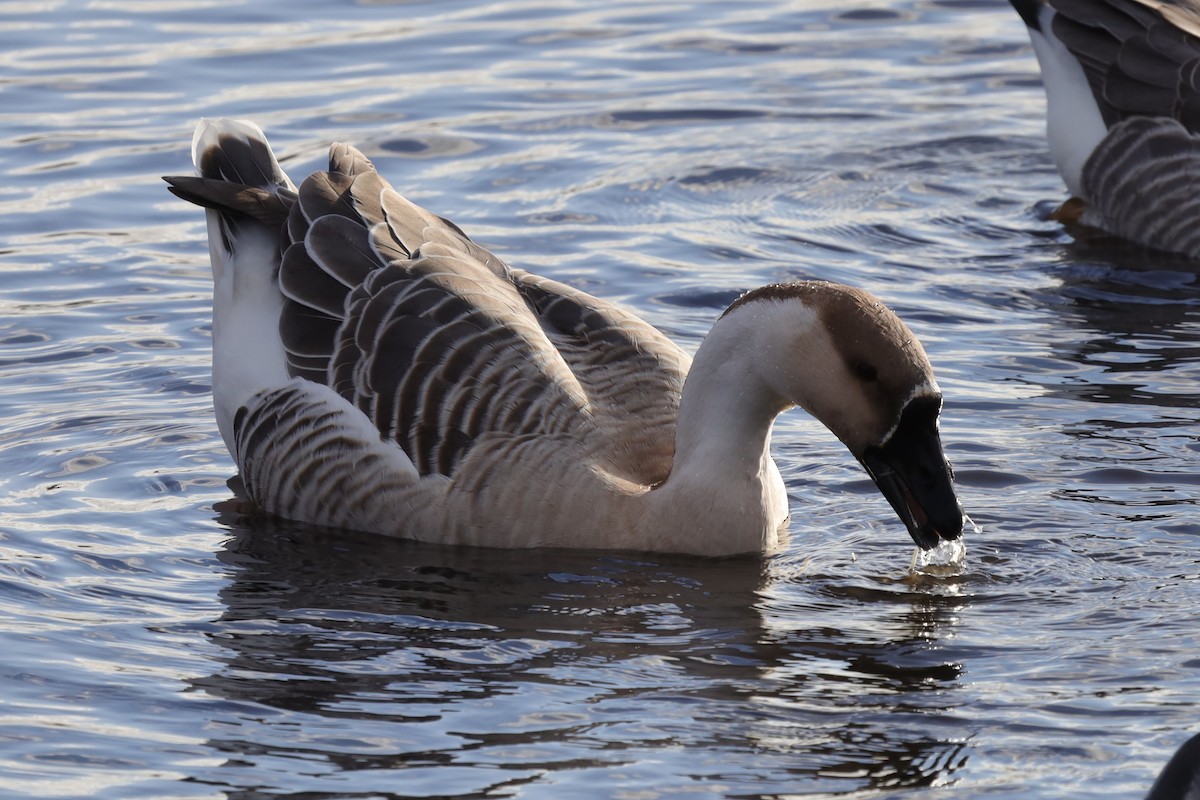 Swan Goose (Domestic type) - ML646193991