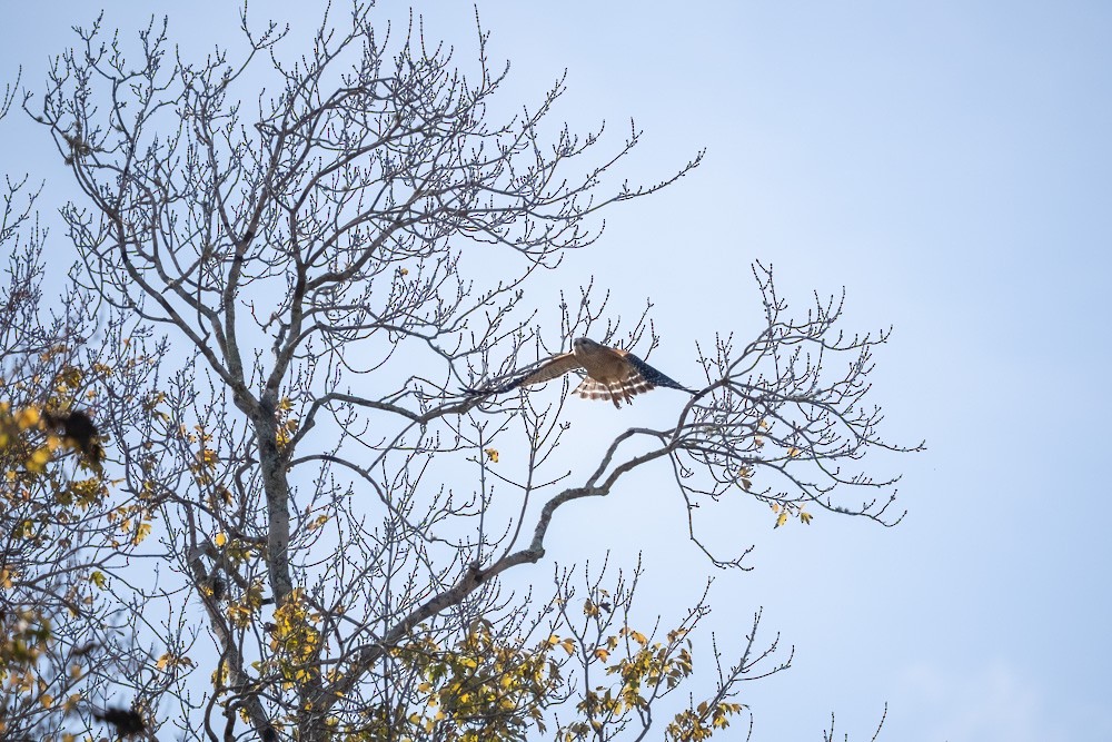 káně páskovaná - ML646193993