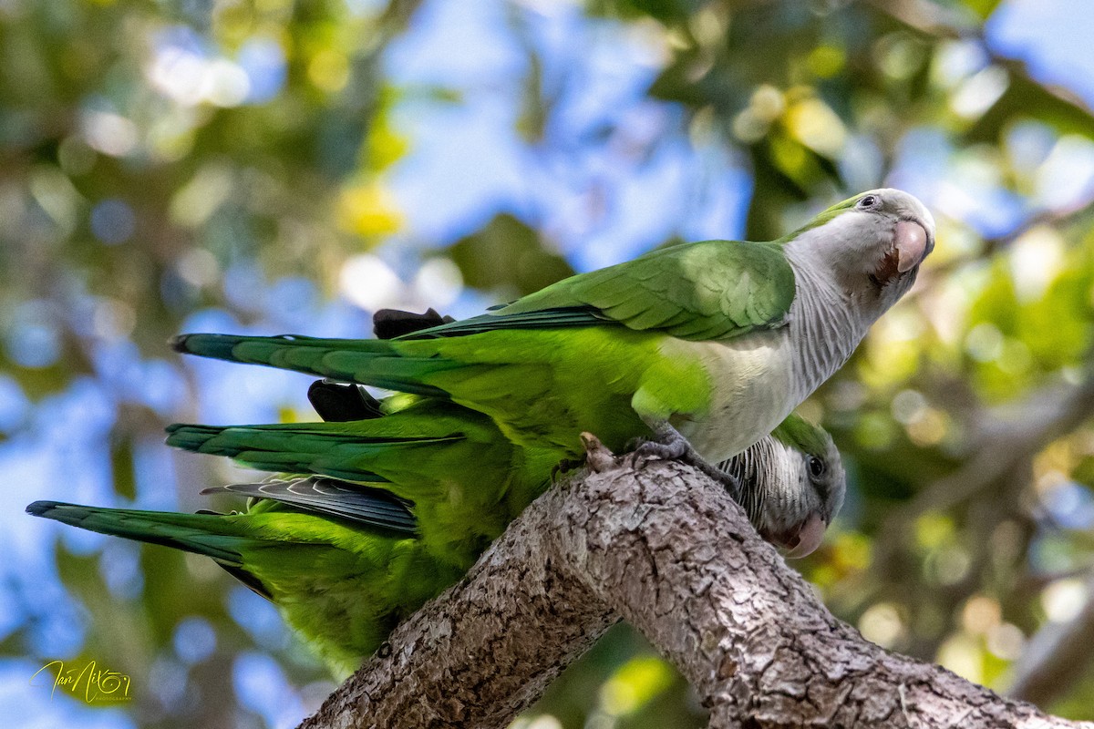 Mönchssittich - ML646193994