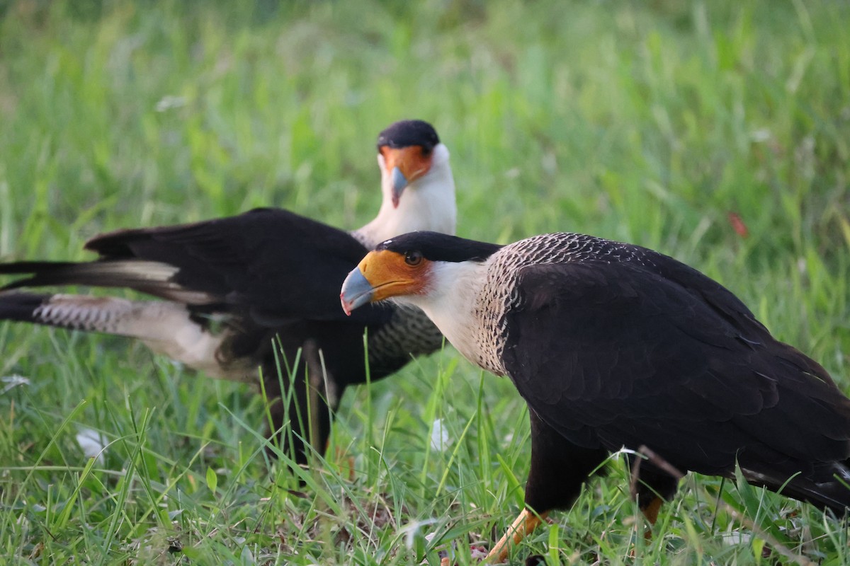 Tepeli Karakara - ML646193997