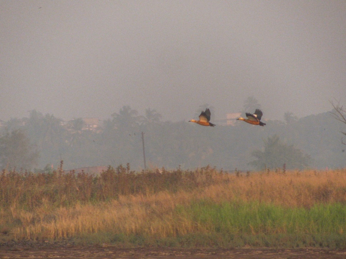 husice rezavá - ML646193998