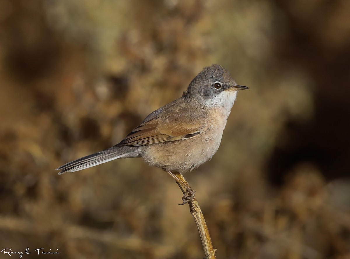 Bozkır Ötleğeni - ML646194000