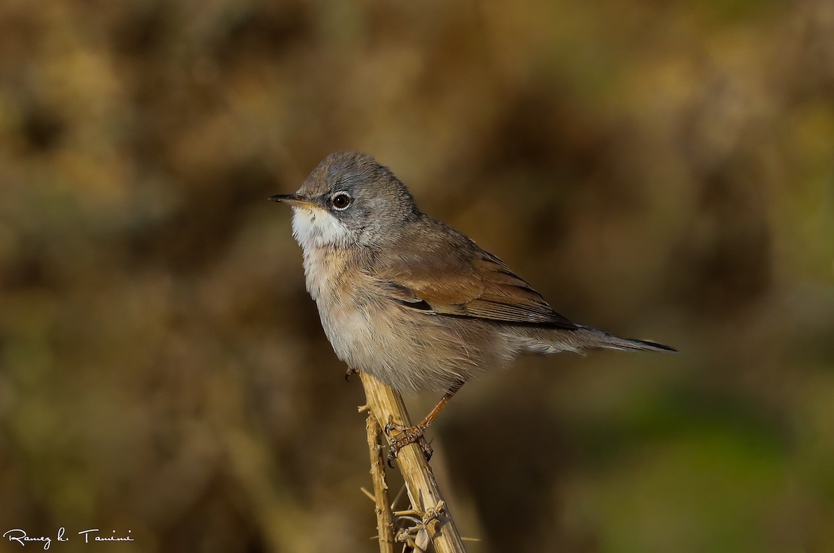 Bozkır Ötleğeni - ML646194001
