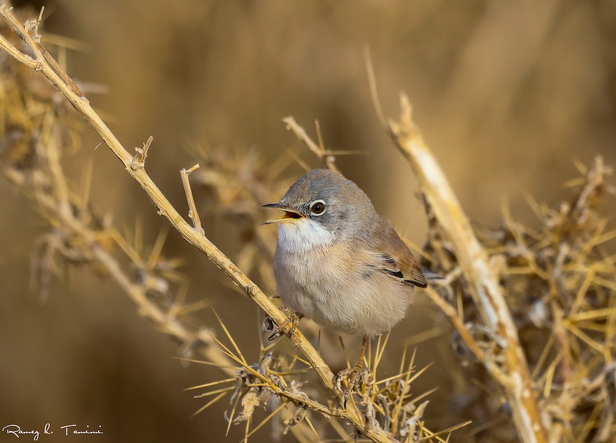 Bozkır Ötleğeni - ML646194002
