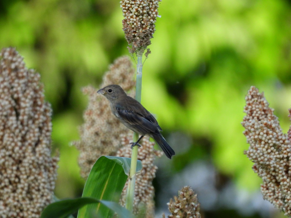 Indigo Bunting - ML646194003