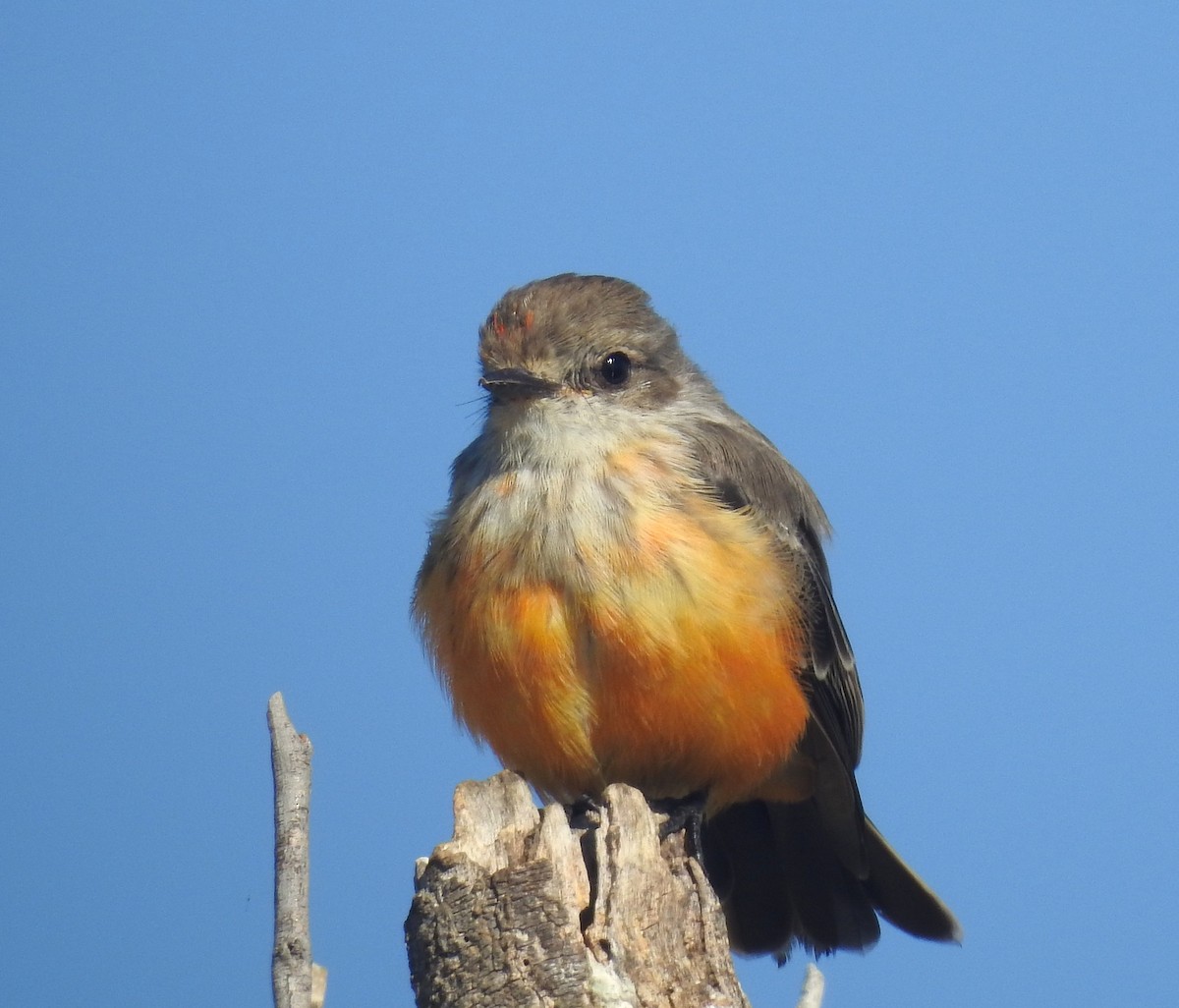 Vermilion Flycatcher - ML646194005