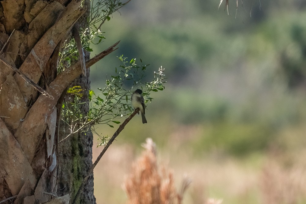 tyranovec domácí - ML646194006