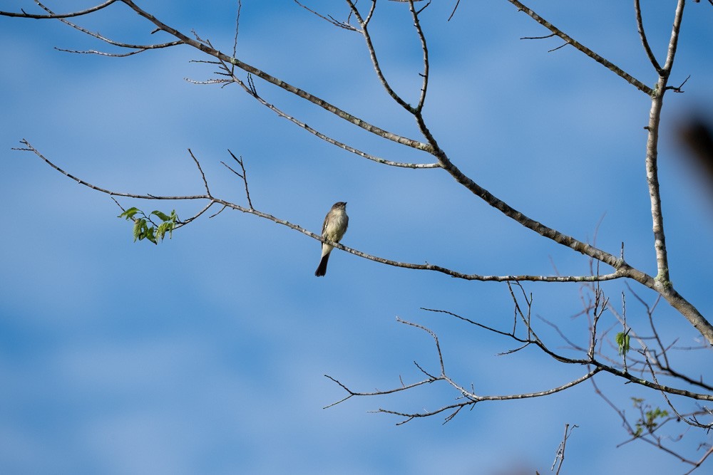 tyranovec domácí - ML646194007