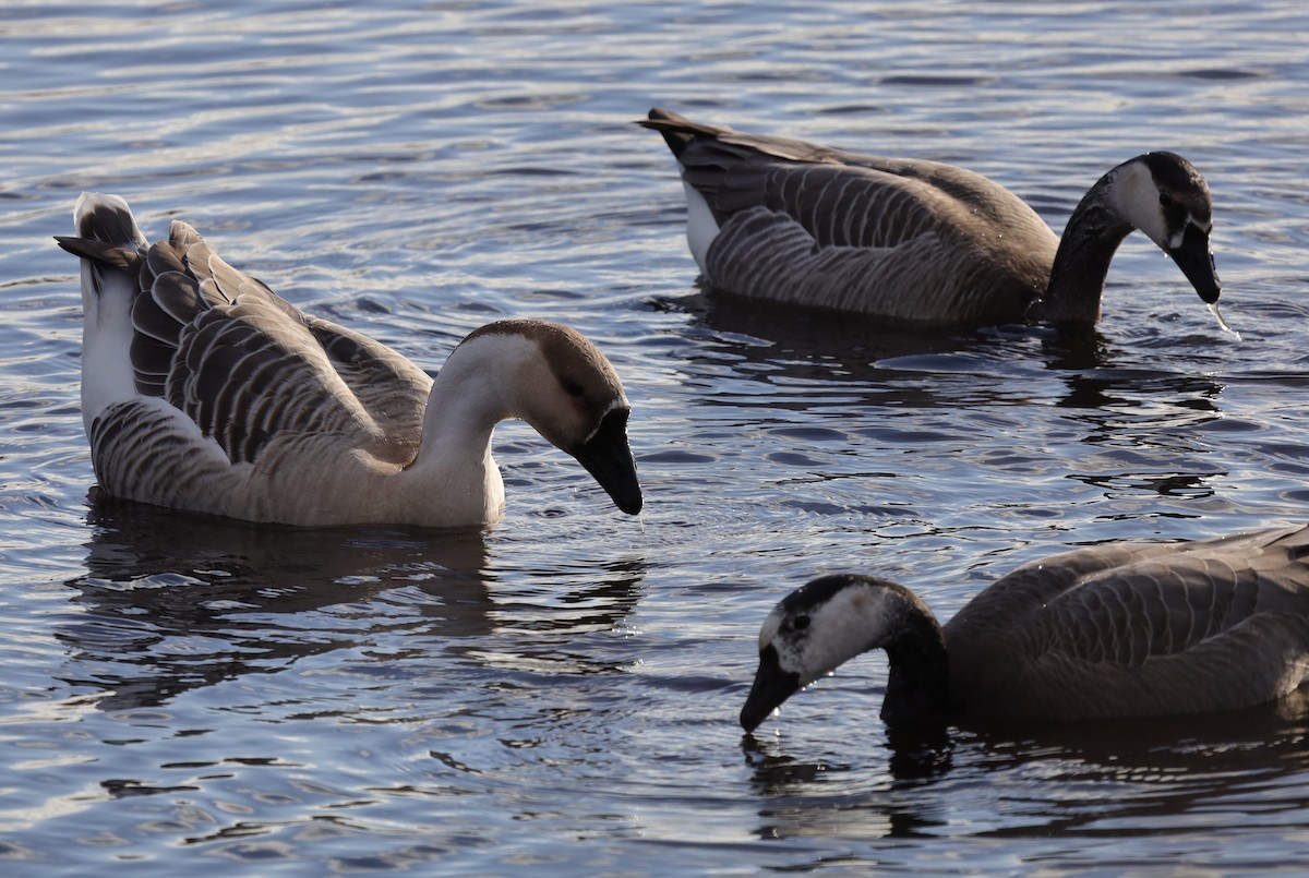 Swan Goose (Domestic type) - ML646194010
